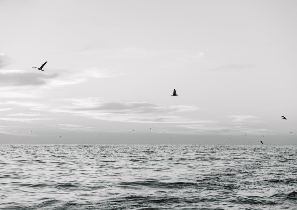 Quadro Seagulls Flying