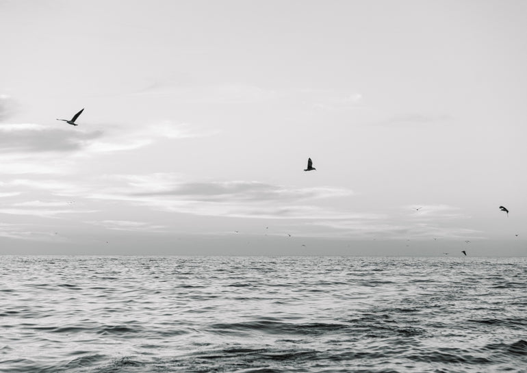 Quadro Seagulls Flying