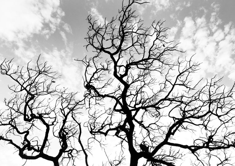 Quadro Silhouette of a Tree