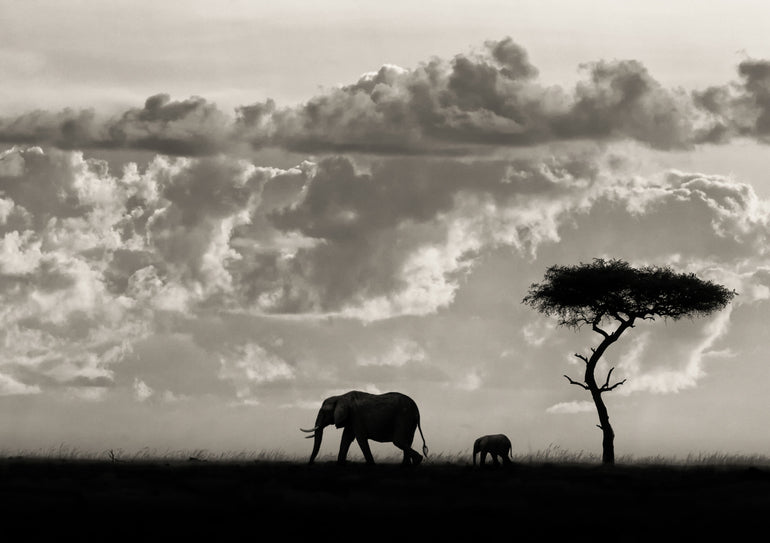Quadro Silhouettes of Mara
