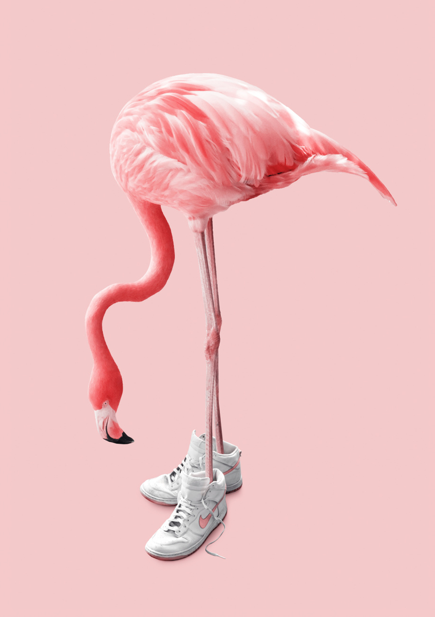 Quadro Sneaker Flamingo