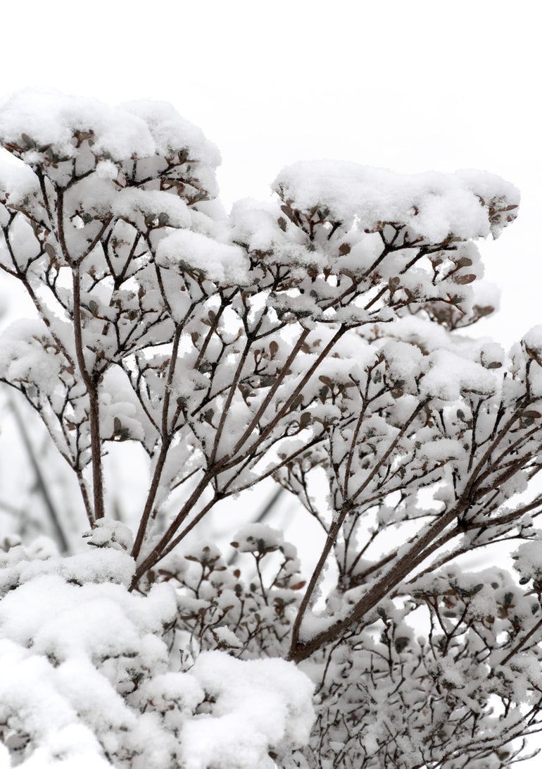 Quadro Snowy White Flower Branches