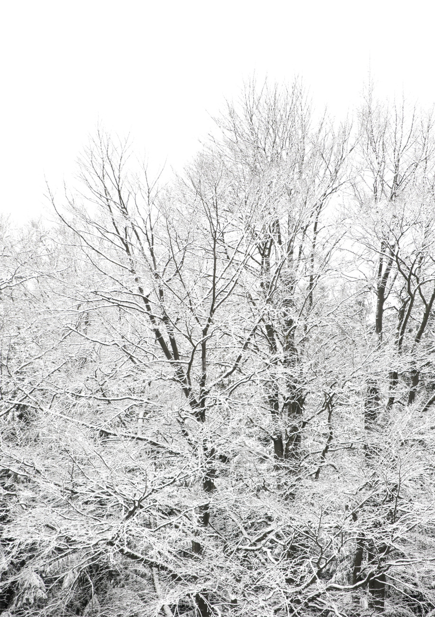 Quadro Snowy Winter View
