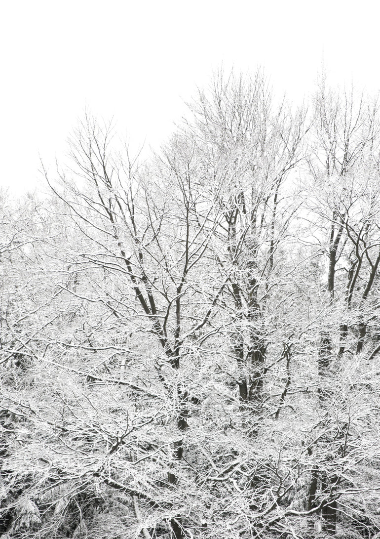 Quadro Snowy Winter View