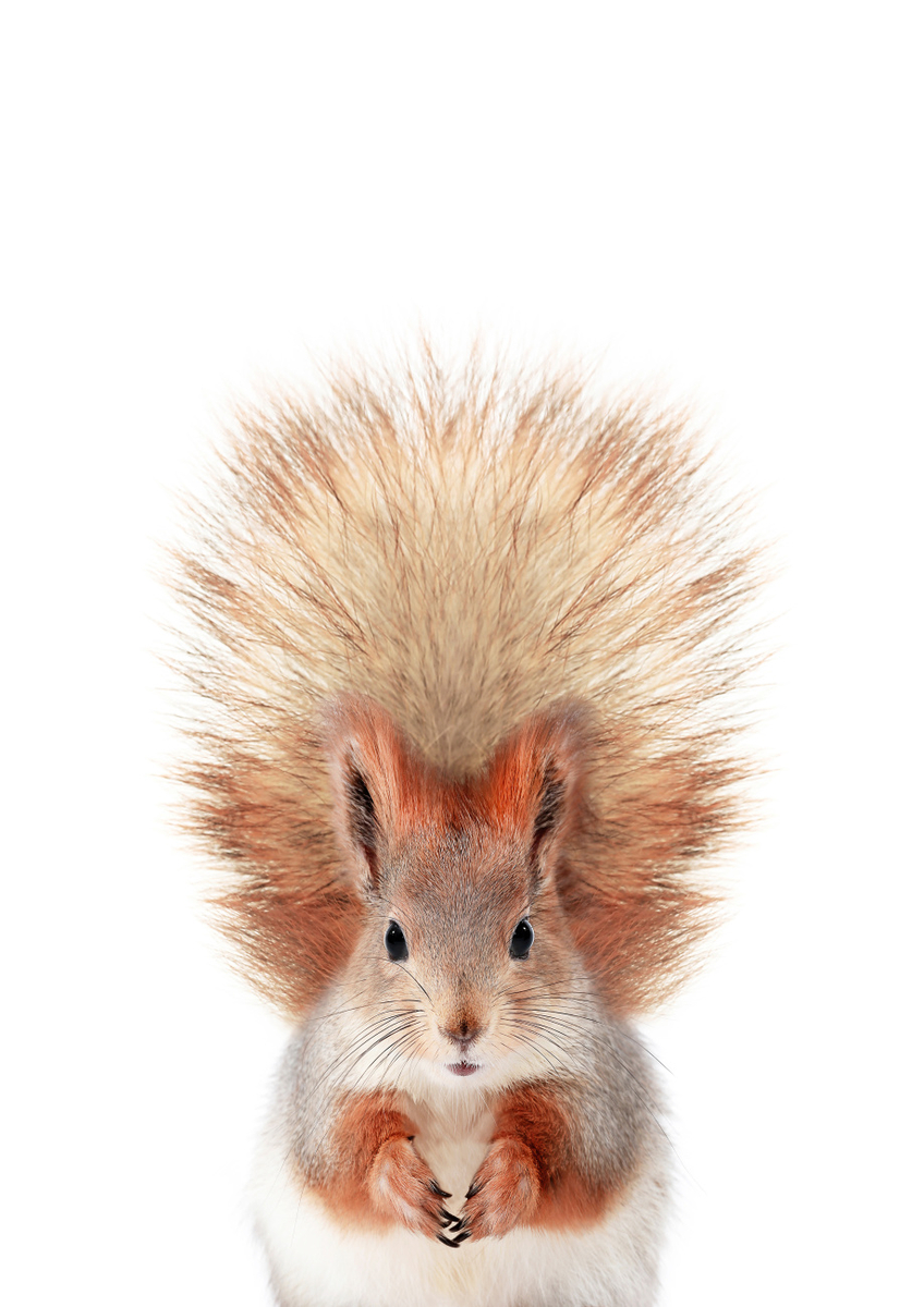 Quadro Squirrel