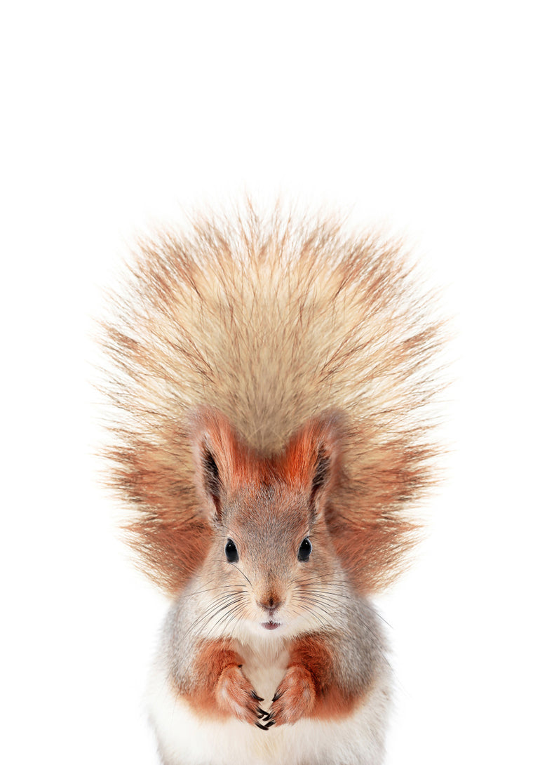 Quadro Squirrel
