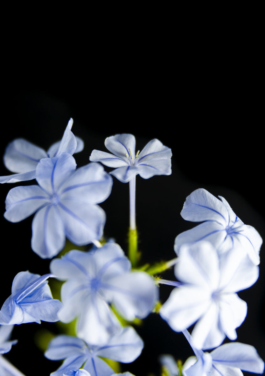 Quadro Street Flowers 1