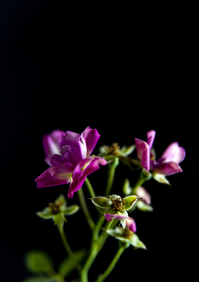 Quadro Street Flowers 2