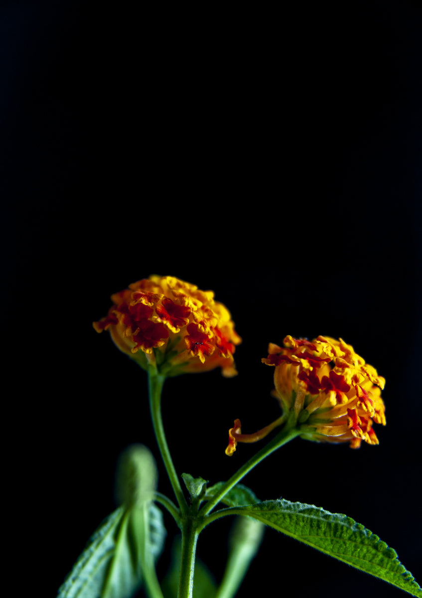 Quadro Street Flowers 3