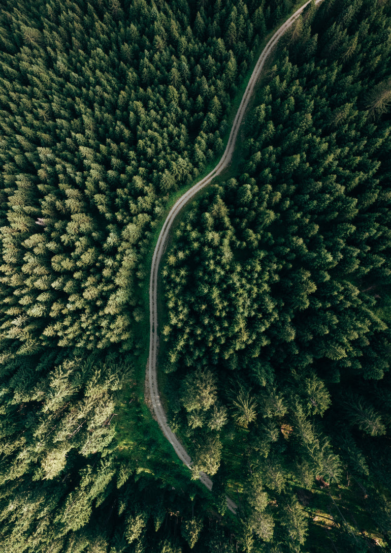 Quadro Street through the Forest Edition 2