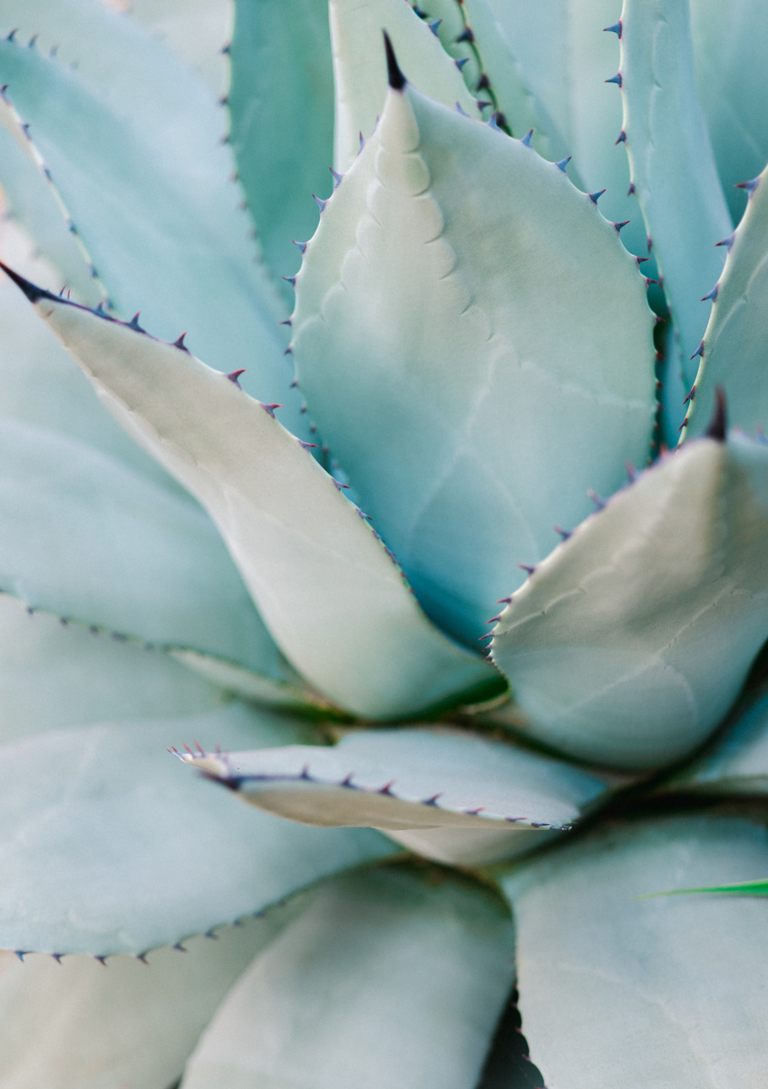 Quadro Succulent Green