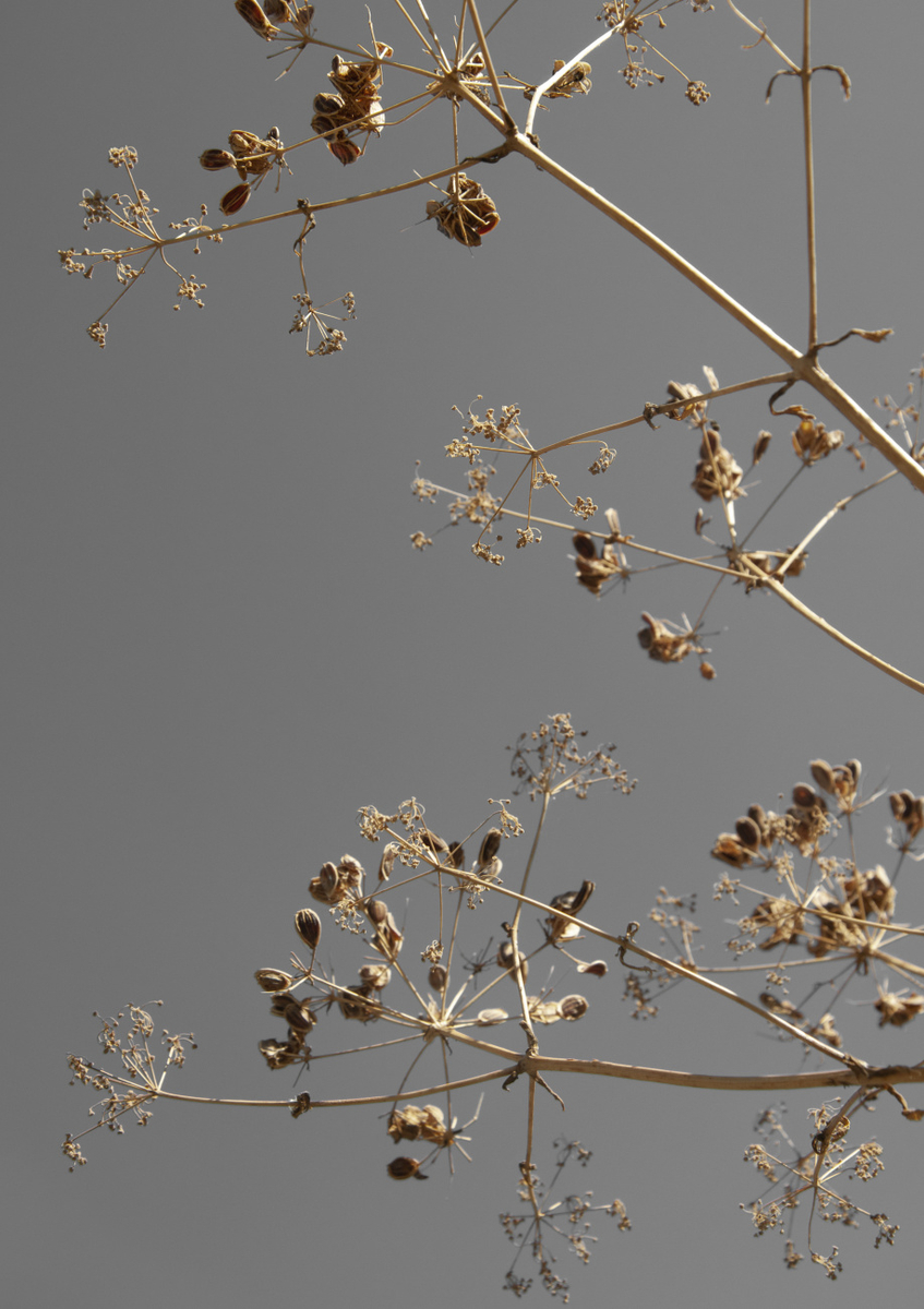 Quadro Sunshine Kissed Branches Greige Dried Flowers