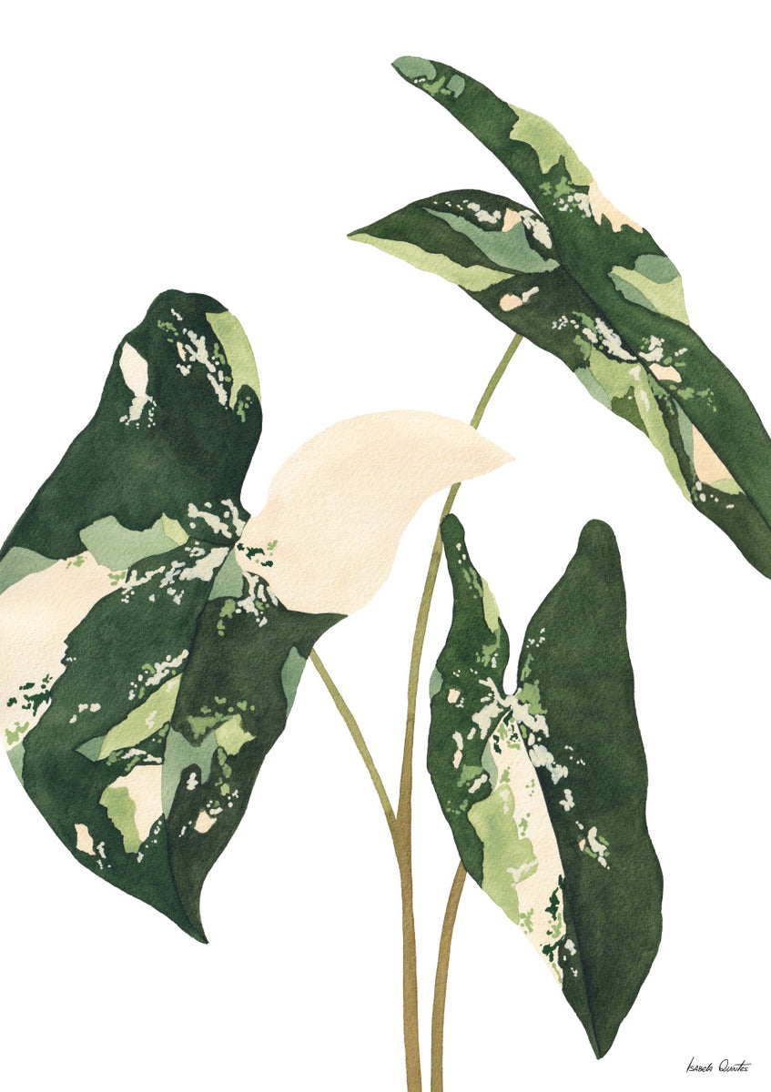 Quadro Syngonium Variegata