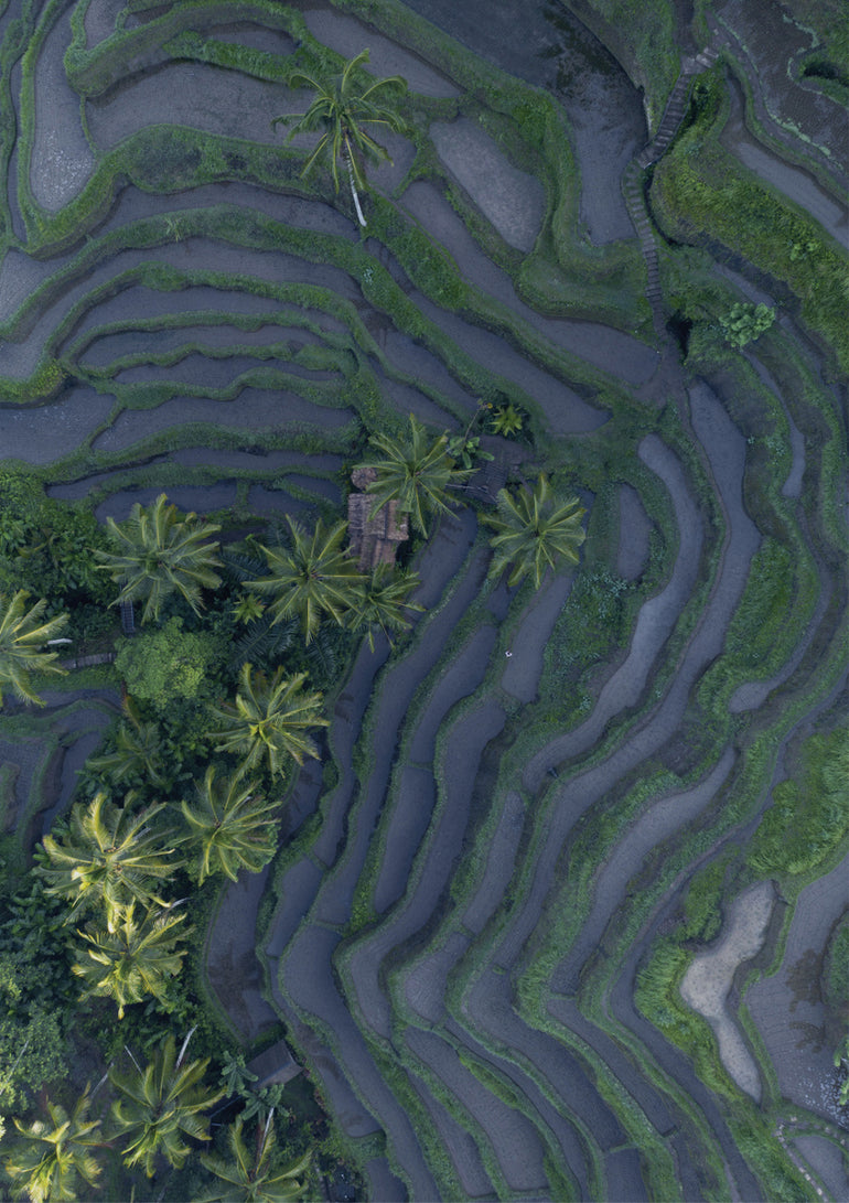 Quadro Tropical Risefields From Above