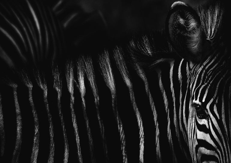 Quadro Zebra I