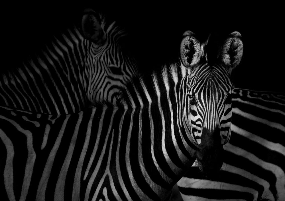 Quadro Zebra II