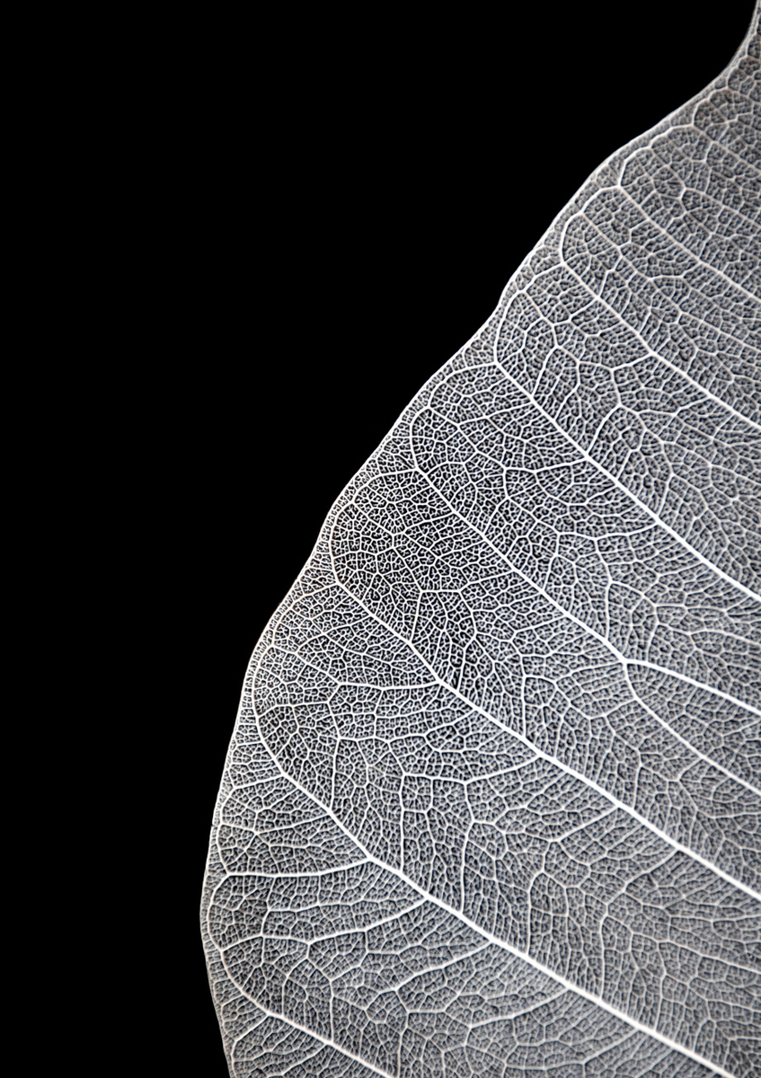 Quadro Veins of Life 1 Black White