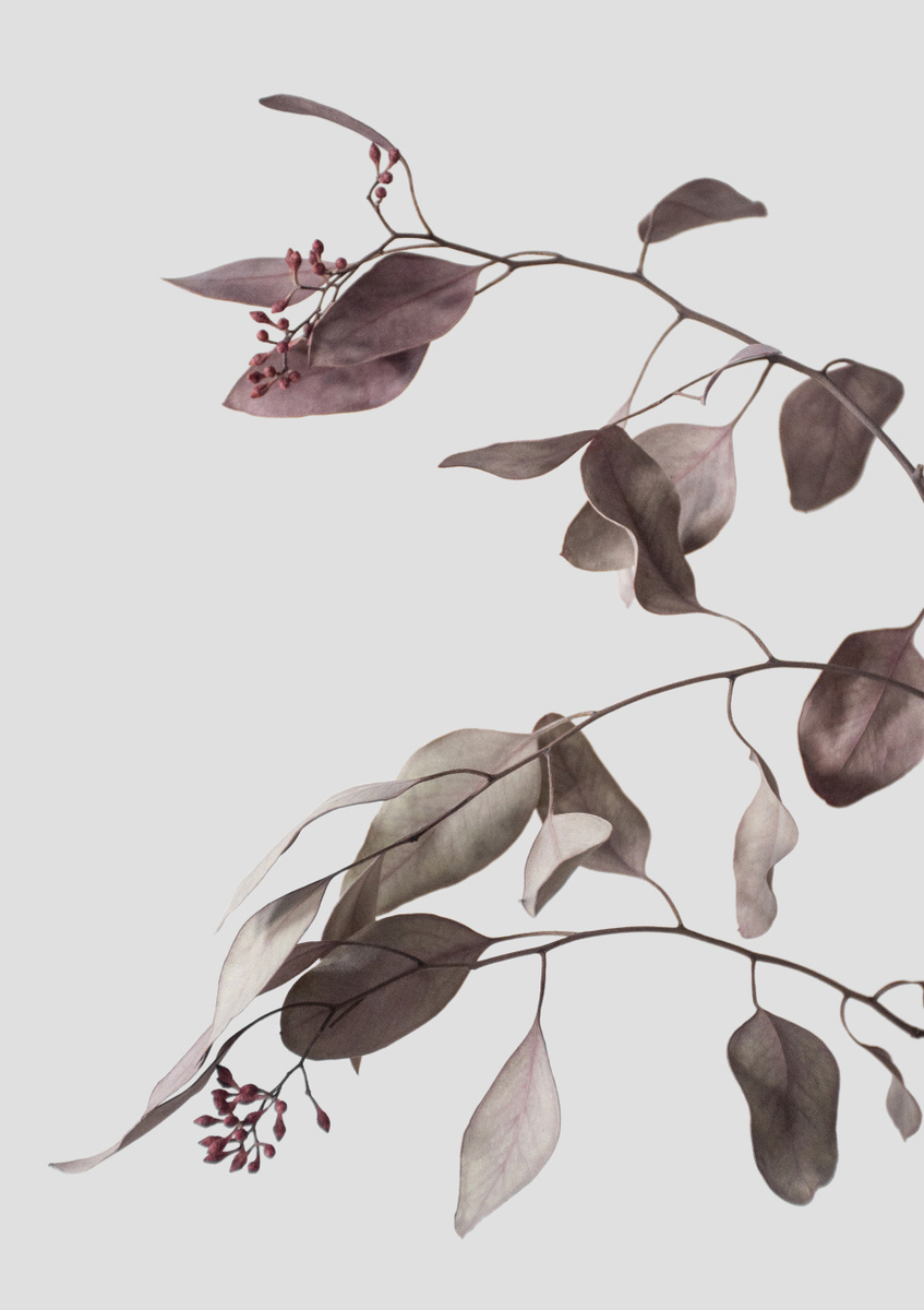 Quadro Vintage Dried Eucalyptus Branches 1 of 3