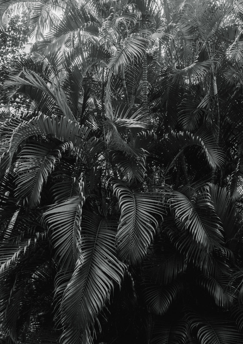Quadro Wall of Palm Trees