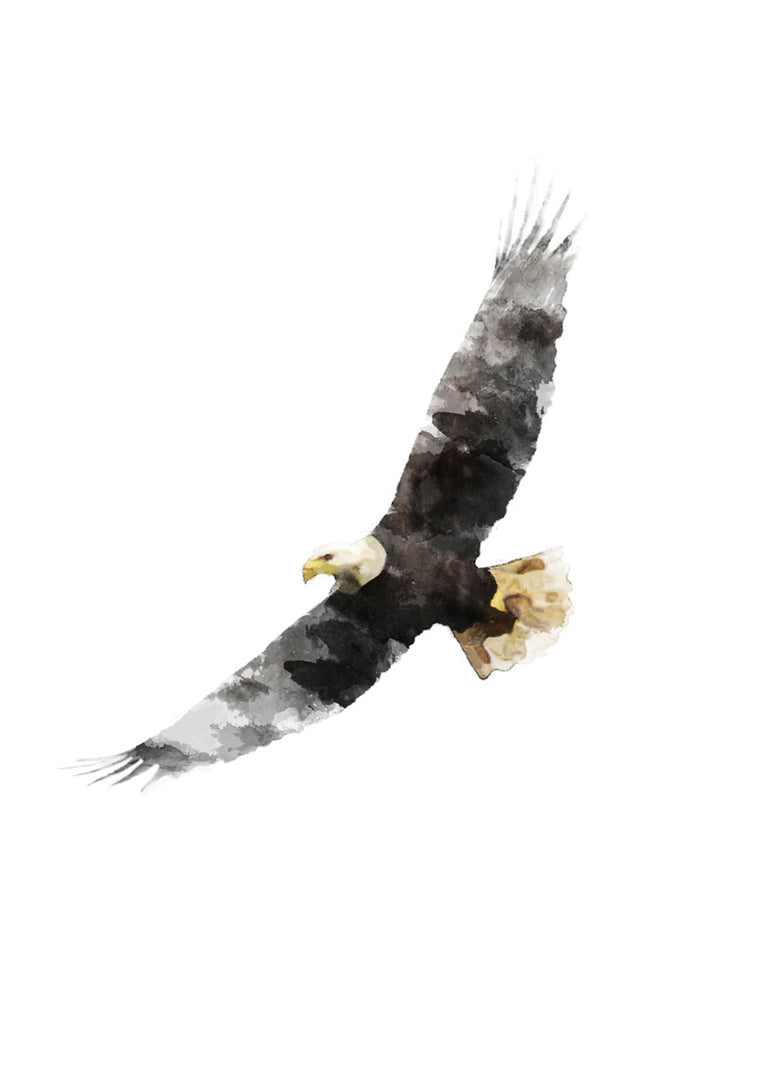 Quadro Watercolour Eagle