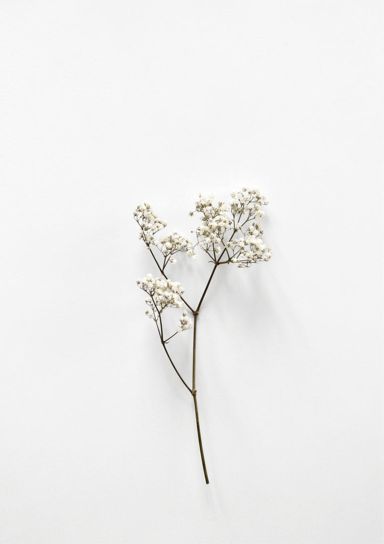 Quadro White Beauty 2