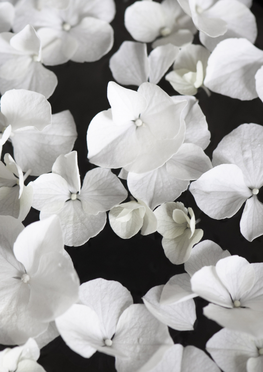 Quadro White Beauty on Black