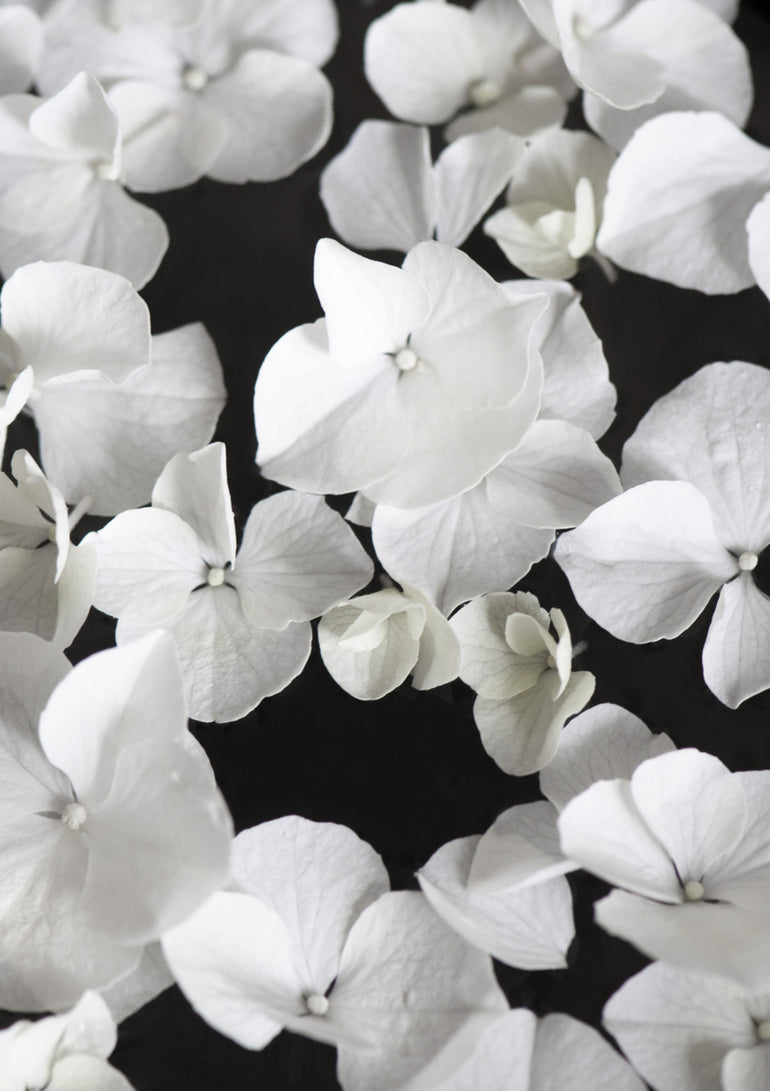 Quadro White Beauty on Black