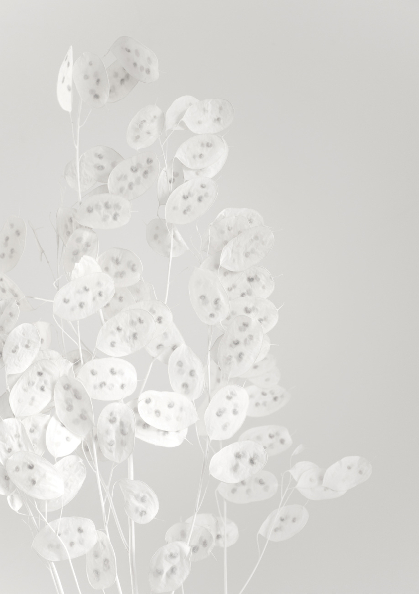 Quadro White Confetti Flowers