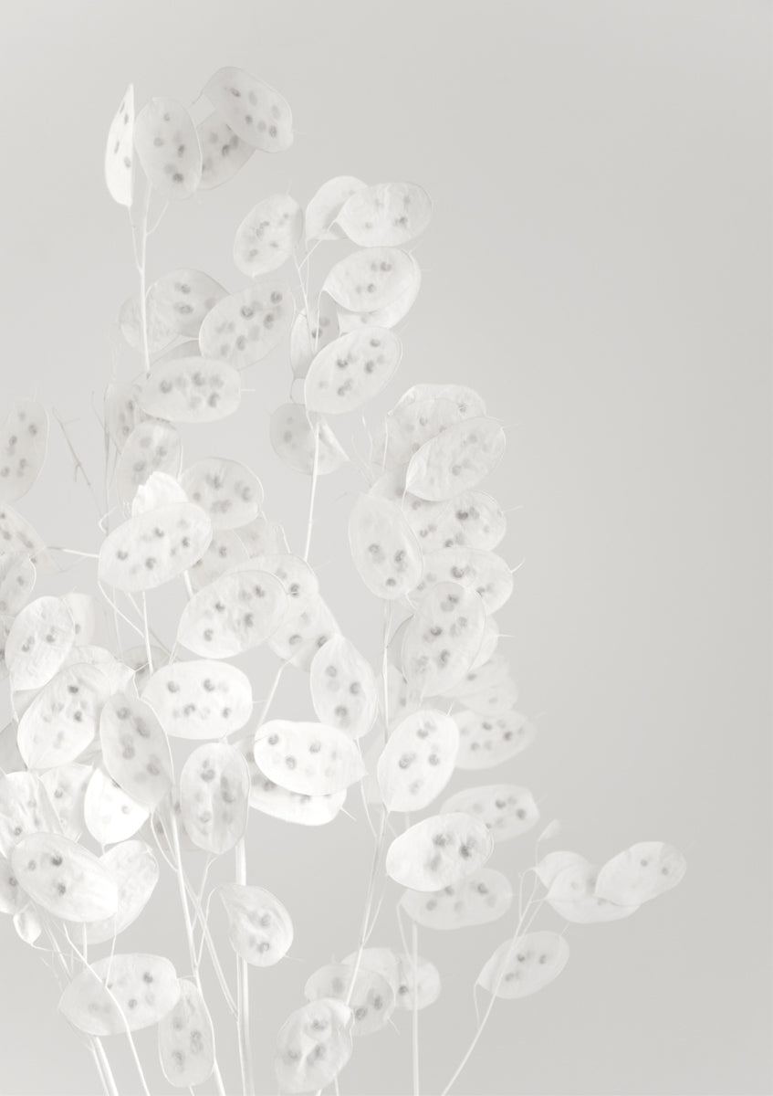 Quadro White Confetti Flowers
