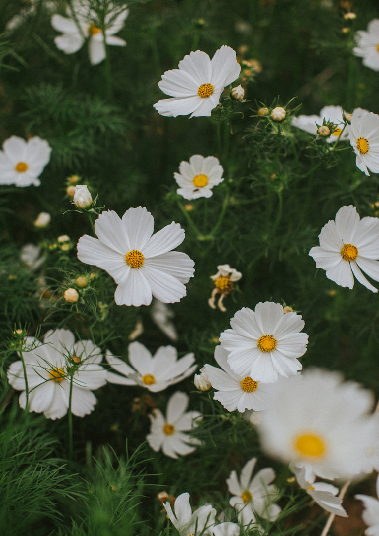 Quadro White Flowers