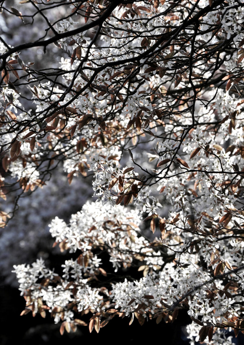 Quadro White Japan Spring Blossoms