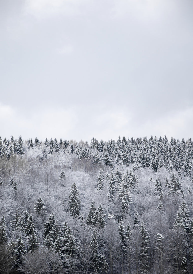 Quadro White Winter Forest