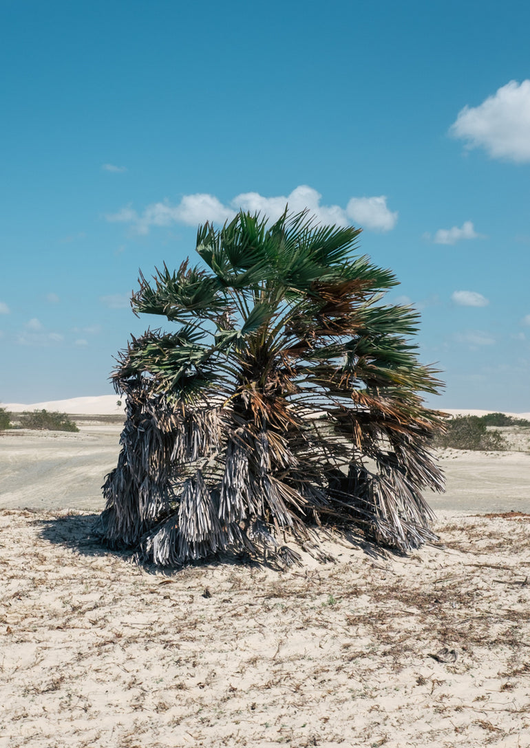 Quadro Wind Blowing