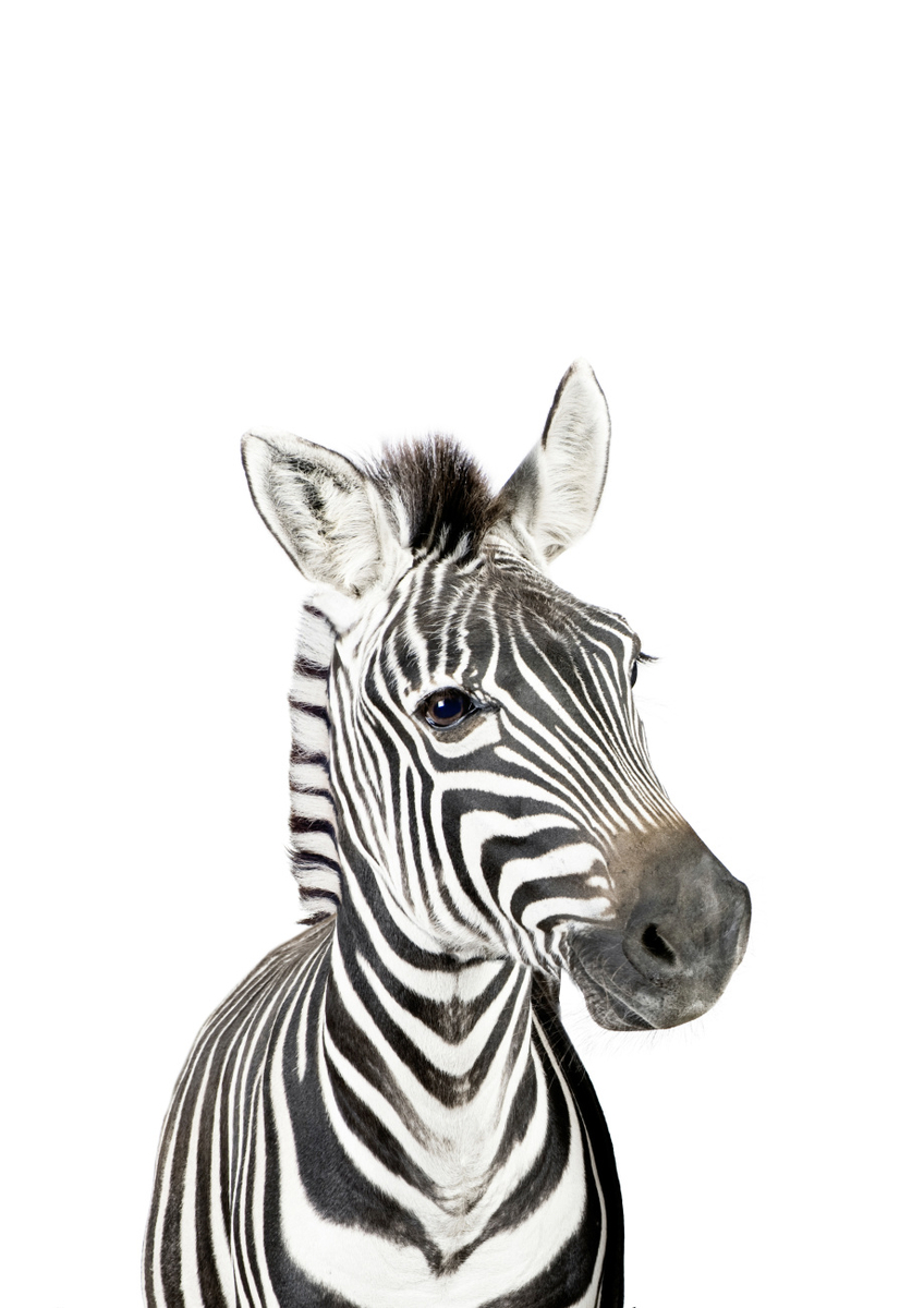 Quadro Zebra