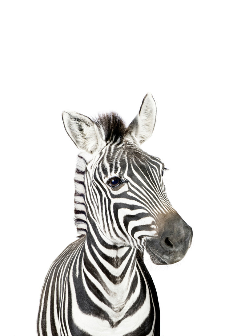Quadro Zebra
