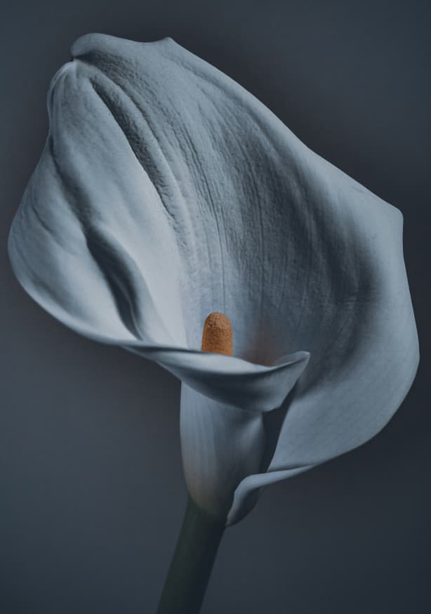 Quadro Calla lily by kiyokari43 - Obrah | Quadros e Posters para Transformar a Parede
