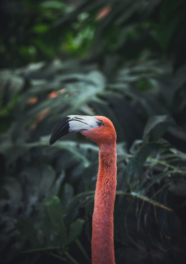 Quadro Flamingo by Dayvee