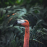Quadro Flamingo by Dayvee - Obrah | Quadros e Posters para Transformar a Parede