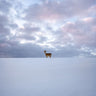 Quadro Alone By Christian Lindsten - Obrah | Quadros e Posters para Transformar a Parede