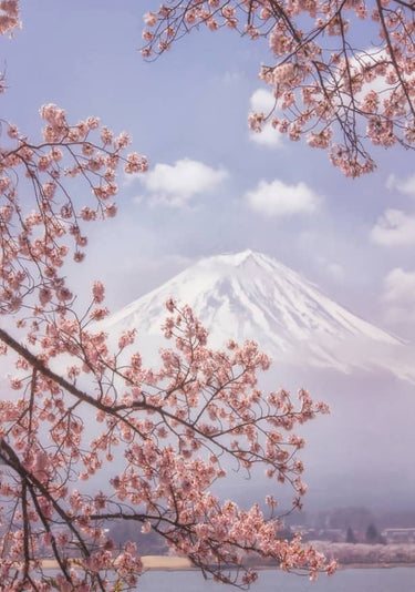 Quadro Mt.fuji in the Cherry Blossoms By Makiko Samejima - Obrah | Quadros e Posters para Transformar a Parede