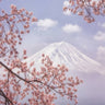 Quadro Mt.fuji in the Cherry Blossoms By Makiko Samejima - Obrah | Quadros e Posters para Transformar a Parede