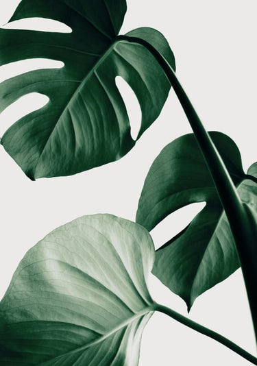 Quadro Monstera Natural 42 By 1x Studio