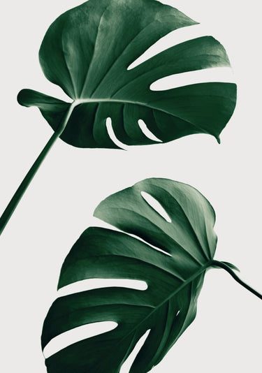 Quadro Monstera Natural 46 By 1x Studio