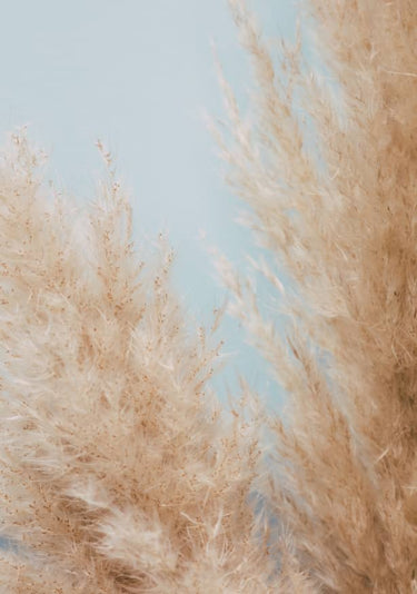 Quadro Pampas Close 01 By 1x Studio
