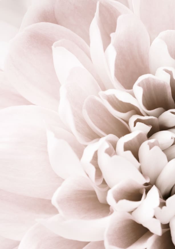 Quadro Chrysanthemum no 02 By 1x Studio