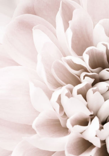 Quadro Chrysanthemum no 02 By 1x Studio
