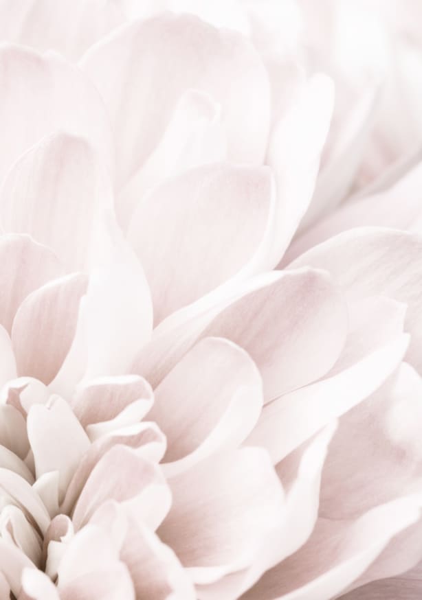 Quadro Chrysanthemum no 04 By 1x Studio