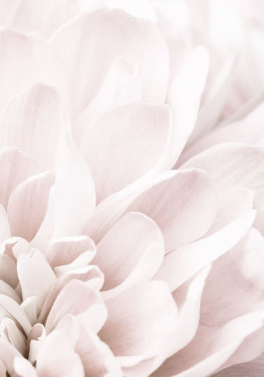 Quadro Chrysanthemum no 04 By 1x Studio