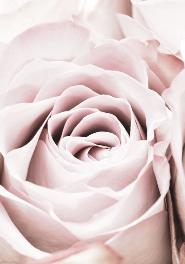 Quadro Pink Rose no 06 By 1x Studio
