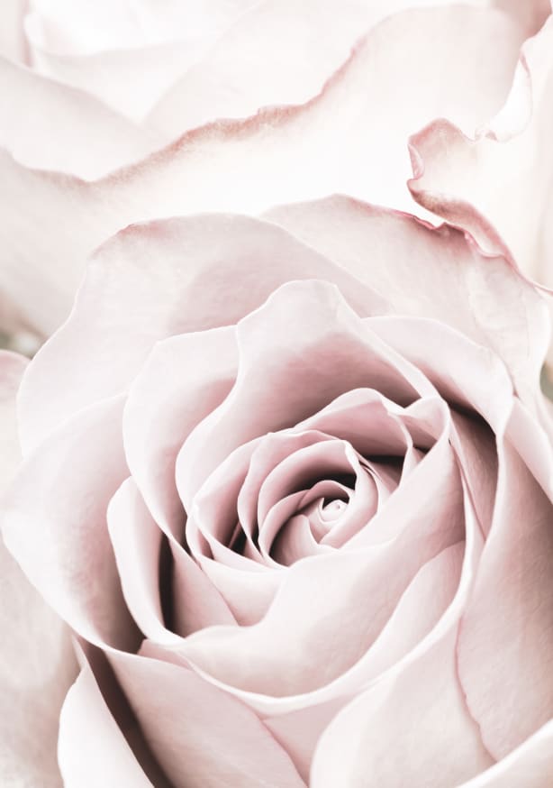 Quadro Pink Rose no 05 By 1x Studio
